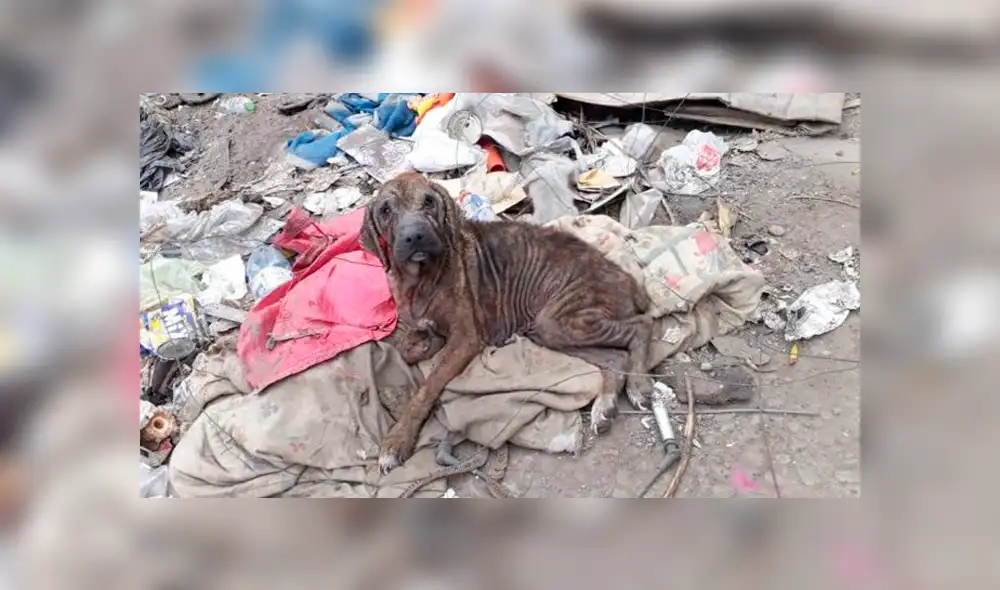 Facebook viral: salva a perrita en mal estado que vivía en un basurero y ahora luce así [FOTOS]
