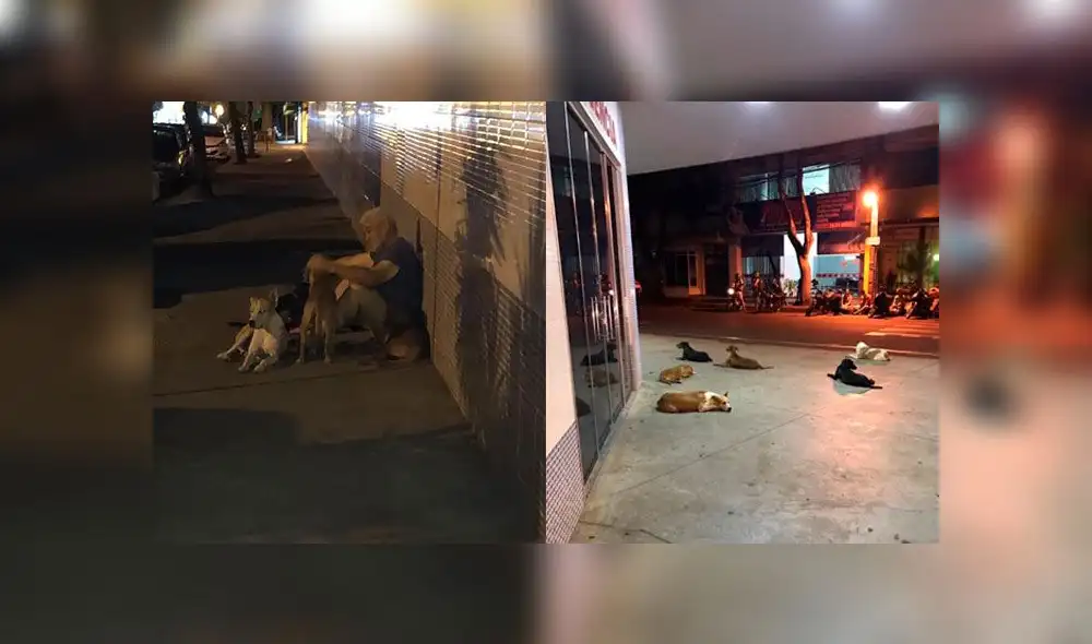 Perritos siguieron a la ambulancia cuando indigente sufrió derrame cerebral [VIDEO]