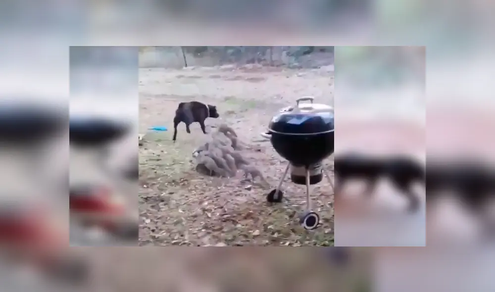 Desliza hacia lzquierda para ver más del video viral. Fotocaptura: Twitter Desliza hacia lzquierda para ver más del video viral. Fotocaptura: Twitter