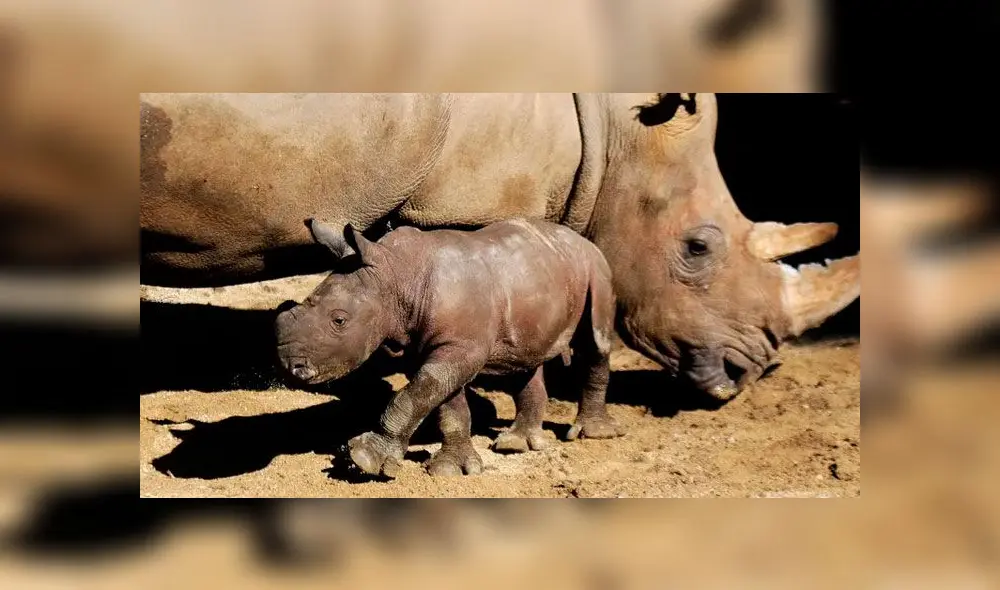 Atanasio junto a su madre luego de 504 días de gestación: Buin Zoo.
