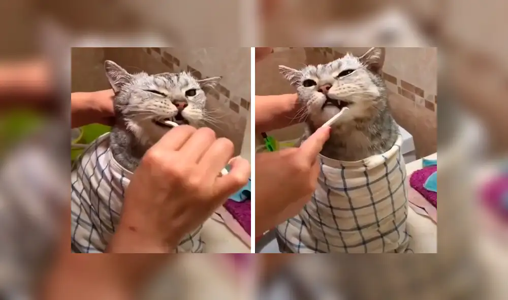 Facebook viral: joven decide limpiar los dientes con caries de su gato y aplica un sencillo truco [VIDEO] 