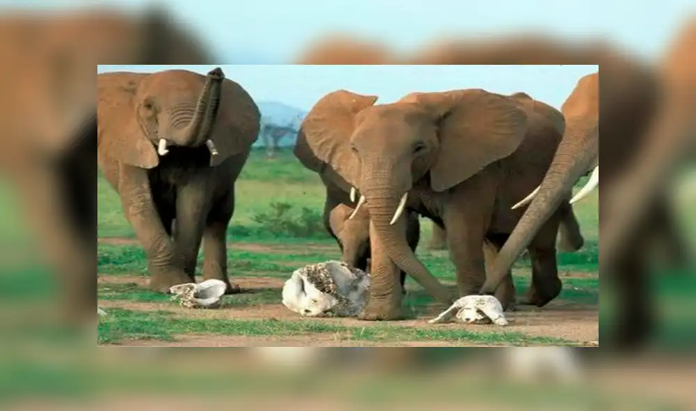 Cazadores matan por error a elefante utilizado en una investigación científica Cazadores matan por error a elefante utilizado en una investigación científica