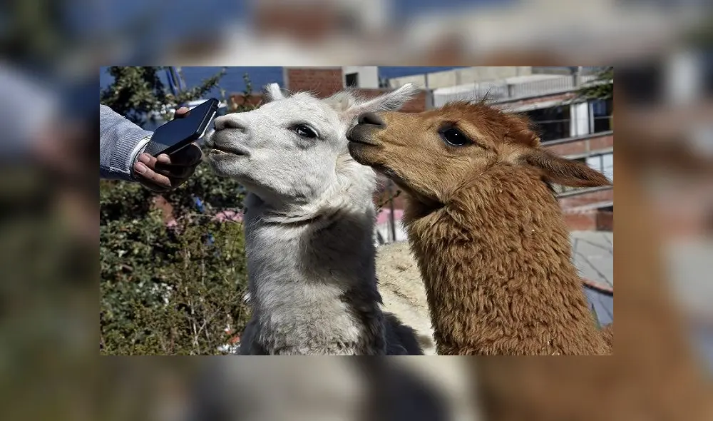 An employee of a hostel makes a video call to show llamas as a tourist attarction, in Copacabana, a Bolivian tourist town affected by the COVID-19 novel coronavirus pandemic, on Lake Titicaca near the border with Peru, 155 km west of La Paz, on June 18, 2020. - A Bolivian startup is offering a virtual llama petting zoo via videotelephony. (Photo by Aizar RALDES / AFP) An employee of a hostel makes a video call to show llamas as a tourist attarction, in Copacabana, a Bolivian tourist town affected by the COVID-19 novel coronavirus pandemic, on Lake Titicaca near the border with Peru, 155 km west of La Paz, on June 18, 2020. - A Bolivian startup is offering a virtual llama petting zoo via videotelephony. (Photo by Aizar RALDES / AFP)
