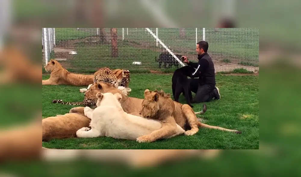YouTube viral: ingresa a jaula de felinos solo para sorprender a sus seguidores con un gran 'selfie' [VIDEO]