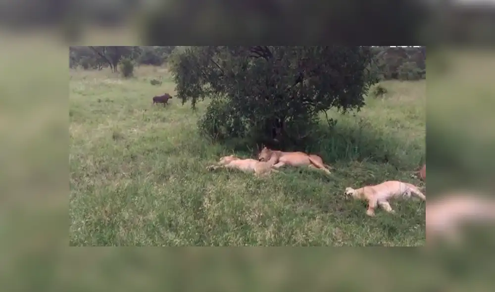 Jabalí despierta a manada de leones dormidos y desenlace desconcierta a miles [VIDEO]