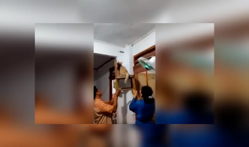 Desliza las imágenes para apreciar el método que aplicó una familia para ayudar a su gato a cazar un pequeño reptil. Foto: Captura.