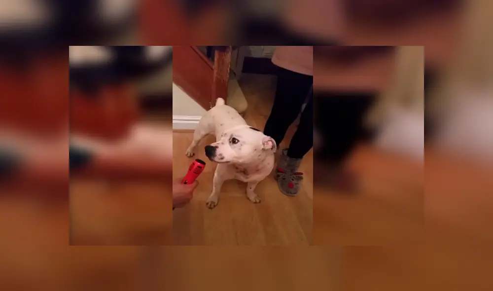 En Facebook, un curioso perro quiso ‘interpretar’ una graciosa canción al acompañar a su dueña en el karaoke.