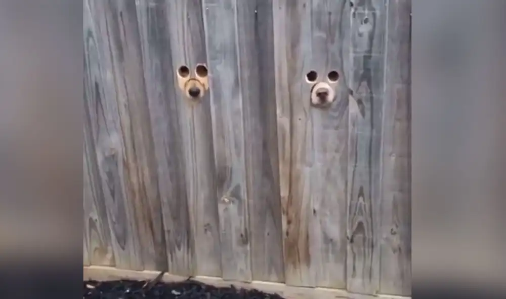 Desliza las imágenes para ver más sobre esta singular escena protagonizada por dos perros. Foto: captura de YouTube