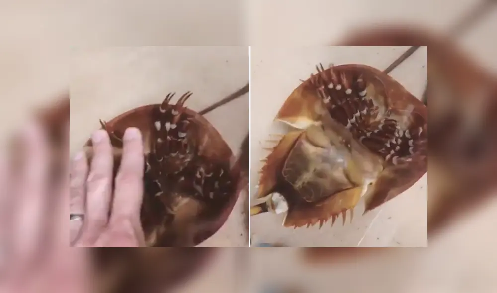 SI quieres ver lo que ocurrió con el autor del video viral de Facebook, revisa nuestra galería de fotos, deslizando cada imagen hacia la izquierda. SI quieres ver lo que ocurrió con el autor del video viral de Facebook, revisa nuestra galería de fotos, deslizando cada imagen hacia la izquierda.