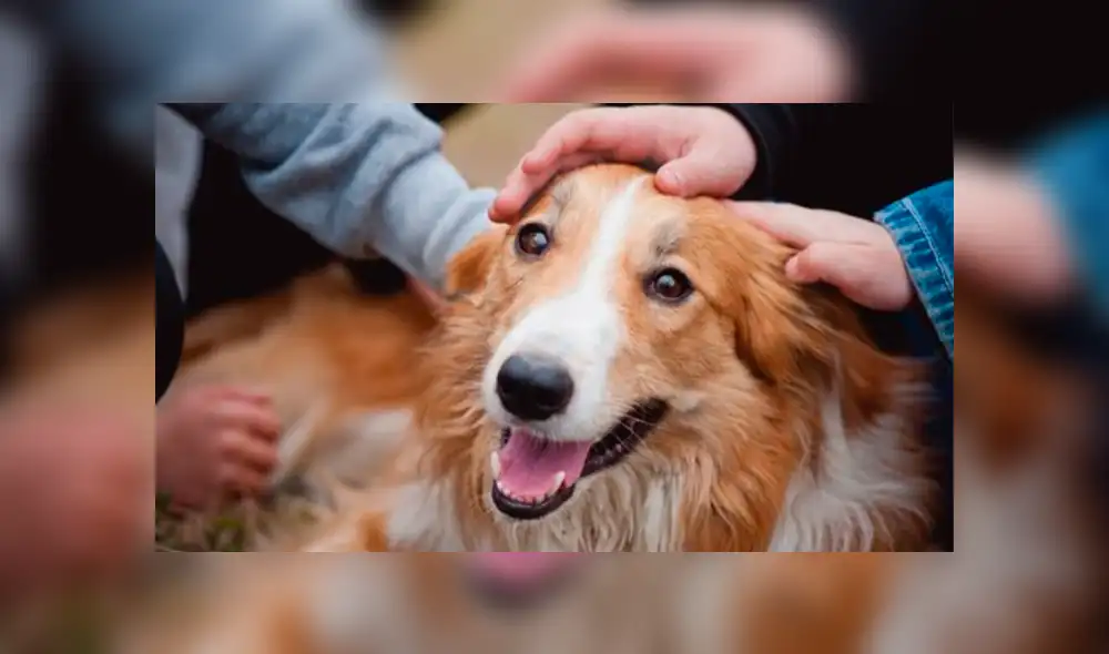 Perros reconocen cuando una persona es buena o mala, según estudio
