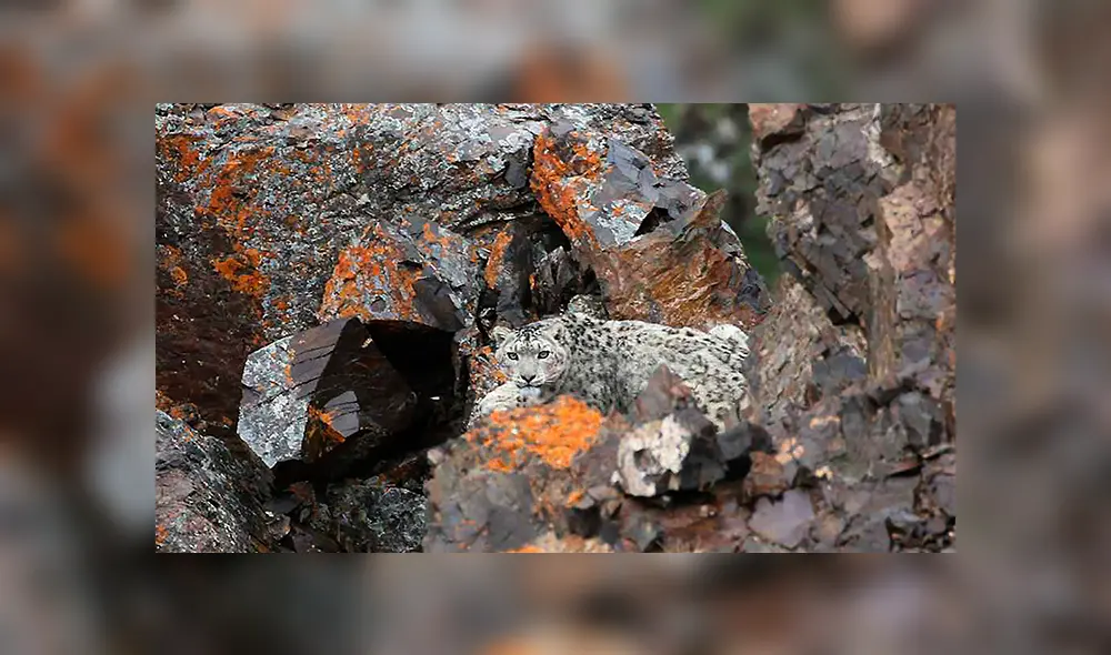 'Pantera rosa' es captada paseando por un parque nacional de Siberia.