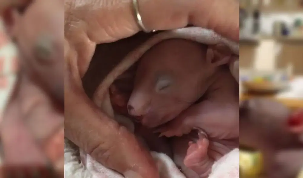 Desliza para ver la historia de la pequeña wombat. Foto: Instagram/@crazy_wombat_lady