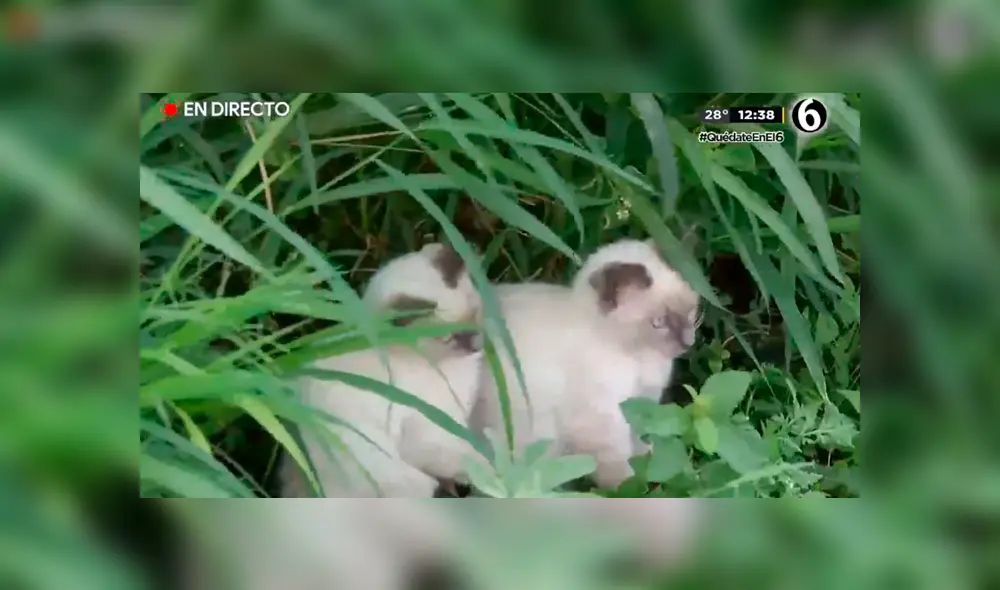 Desliza las imágenes para apreciar a unos gatos bebés que interrumpieron la transmisión de un reportero. Foto: Telediario Mty.
