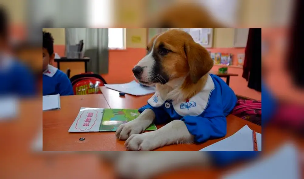 La tierna historia de este perro rescatado se hizo viral en Facebook. La tierna historia de este perro rescatado se hizo viral en Facebook.