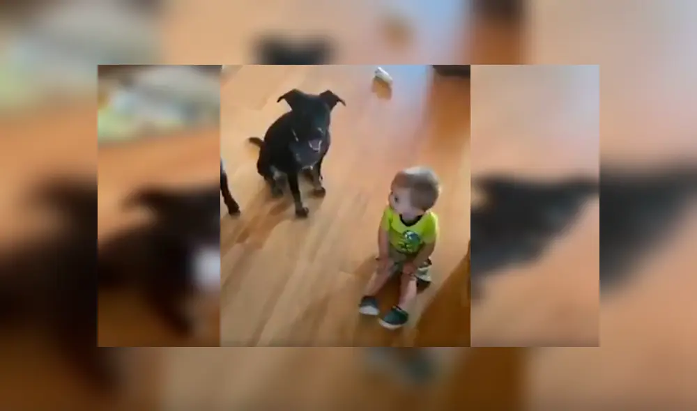 En Facebook, un pequeño trató de copiar los singulares movimientos que realizaron sus perros al escuchar a su madre. En Facebook, un pequeño trató de copiar los singulares movimientos que realizaron sus perros al escuchar a su madre.