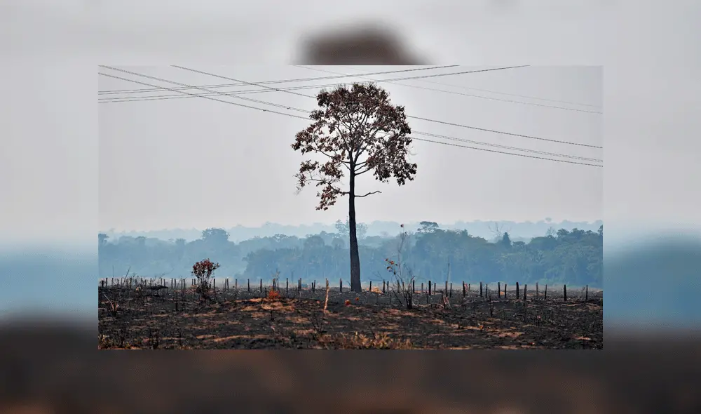 Imagen tomada el 24 de agosto en el estado de Rondonia, cuenca del Amazonas. Foto: EFE Imagen tomada el 24 de agosto en el estado de Rondonia, cuenca del Amazonas. Foto: EFE