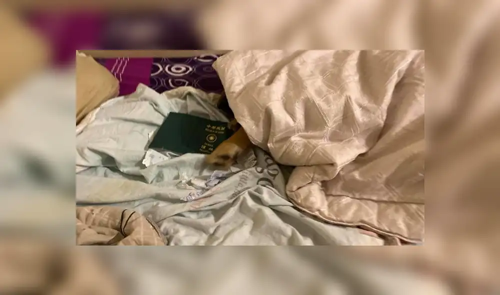 Las tiernas fotografías fueron compartidas en Facebook por la dueña del can. (Foto: Facebook)