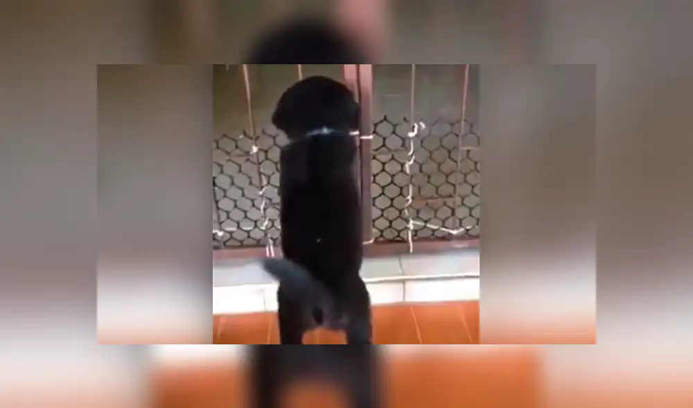 Facebook viral: travieso perro intenta cruzar reja y gato hace esto por ayudarlo [VIDEO]