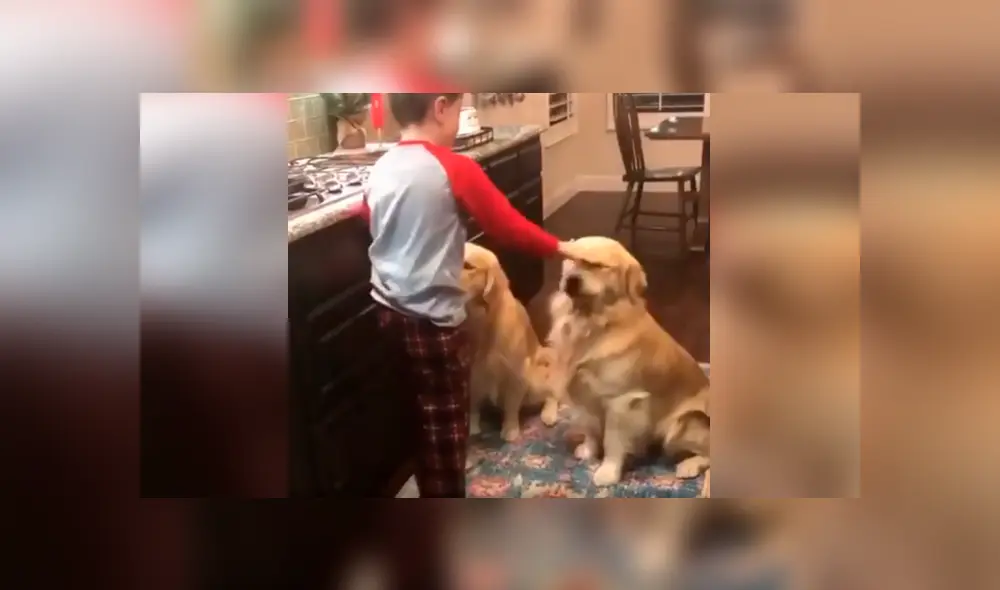 Desliza las imágenes hacia la izquierda para apreciar el emotivo momento entre un niño y sus dos perros. Foto: Captura.