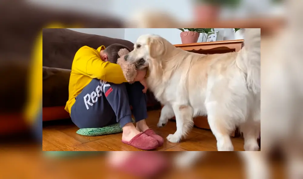 En YouTube se hizo viral la tierna reacción de un perro al notar que su dueño estaba triste. En YouTube se hizo viral la tierna reacción de un perro al notar que su dueño estaba triste.