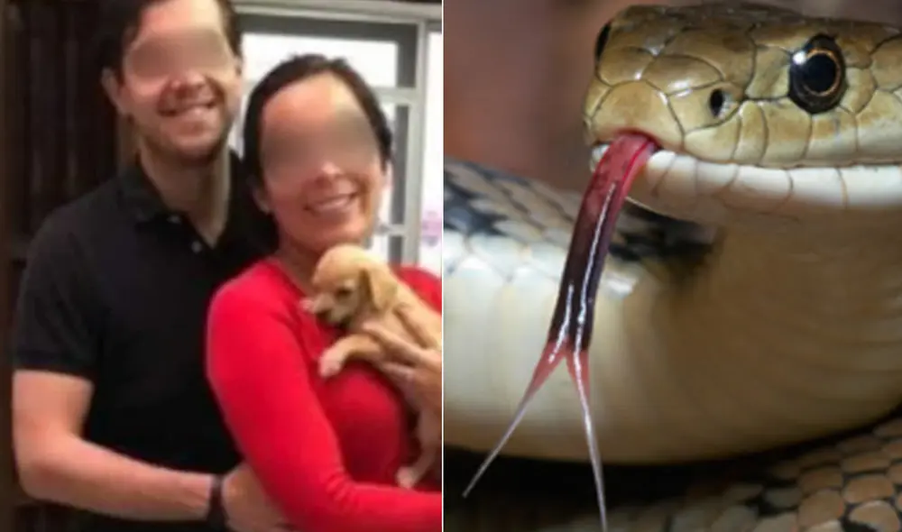 méxico serpiente méxico serpiente