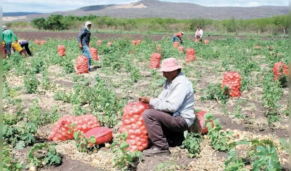 Agricultores participaron en experiencia comercial y de exportación. Foto: Gerencia Regional de Agricultura. Agricultores participaron en experiencia comercial y de exportación. Foto: Gerencia Regional de Agricultura.