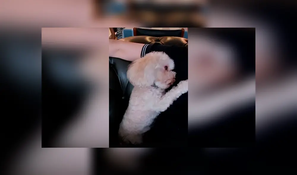 Desliza las imágenes para conocer el curioso comportamiento de un perro cuando su dueña deja de darle cariño. Desliza las imágenes para conocer el curioso comportamiento de un perro cuando su dueña deja de darle cariño.