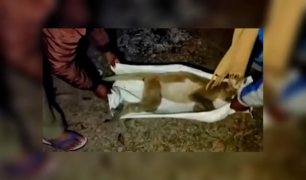 En YouTube se volvió viral el desgarrador momento en que un mono bebé trata de reanimar a su madre fallecida. En YouTube se volvió viral el desgarrador momento en que un mono bebé trata de reanimar a su madre fallecida.