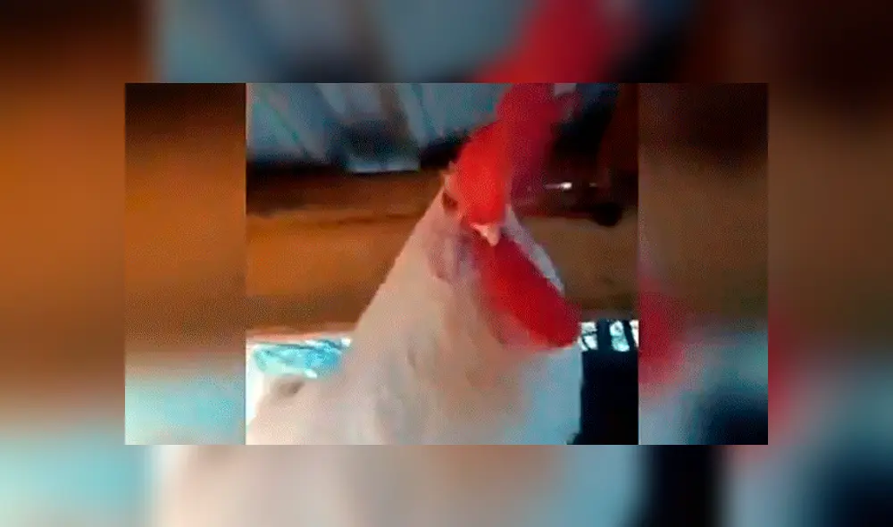 Facebook viral: Gallo se queda dormido y dueño aprovecha para vengarse de cruel forma [VIDEO] 
