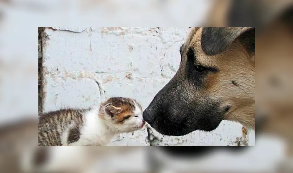 La feria se realiza en el parque Juan Pablo II de San Miguel. Foto: DIfusión La feria se realiza en el parque Juan Pablo II de San Miguel. Foto: DIfusión