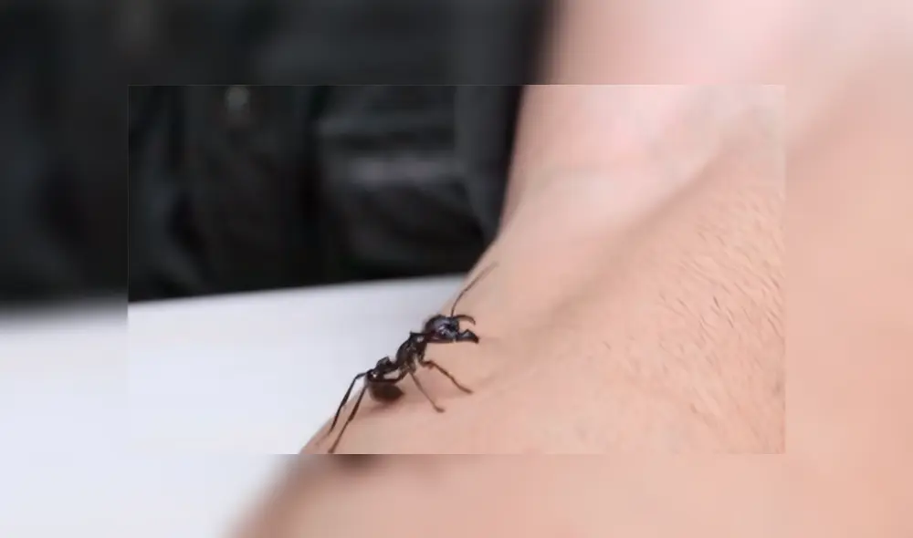 Un video muestra al famoso 'Coyote' Peterson siendo picado por una gigantesca hormiga bala. Un video muestra al famoso 'Coyote' Peterson siendo picado por una gigantesca hormiga bala.