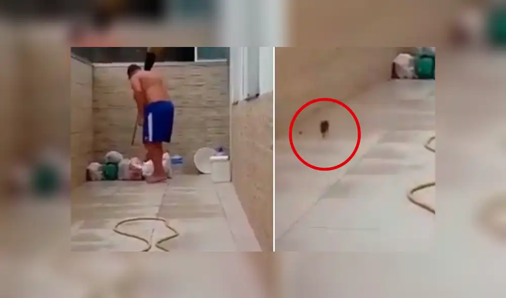 Facebook viral: rata 'trolea' a hombre que intenta atraparla y lo deja en ridículo [VIDEO]