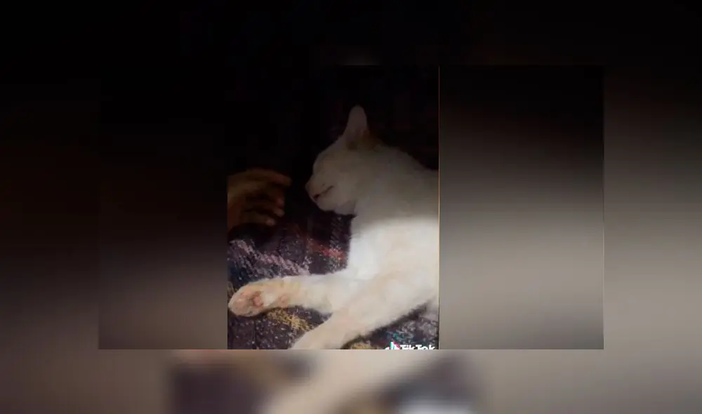 Desliza las imágenes para ver el increíble susto que le hizo pasar este gato a su dueña. Foto: captura/TikTok Desliza las imágenes para ver el increíble susto que le hizo pasar este gato a su dueña. Foto: captura/TikTok
