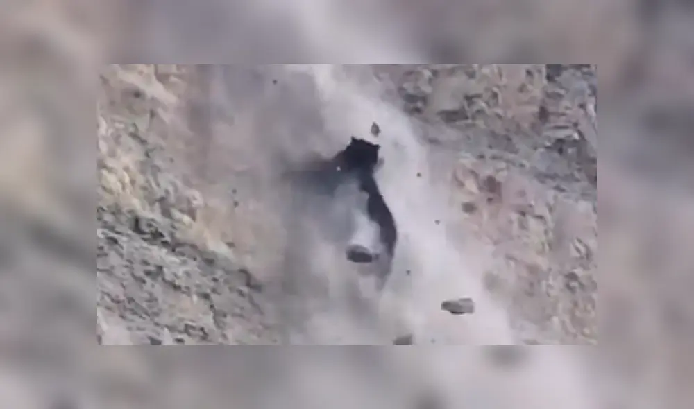 #VIDEO | El oso dio un paso en falso y cayó estrepitosamente. Foto: captura