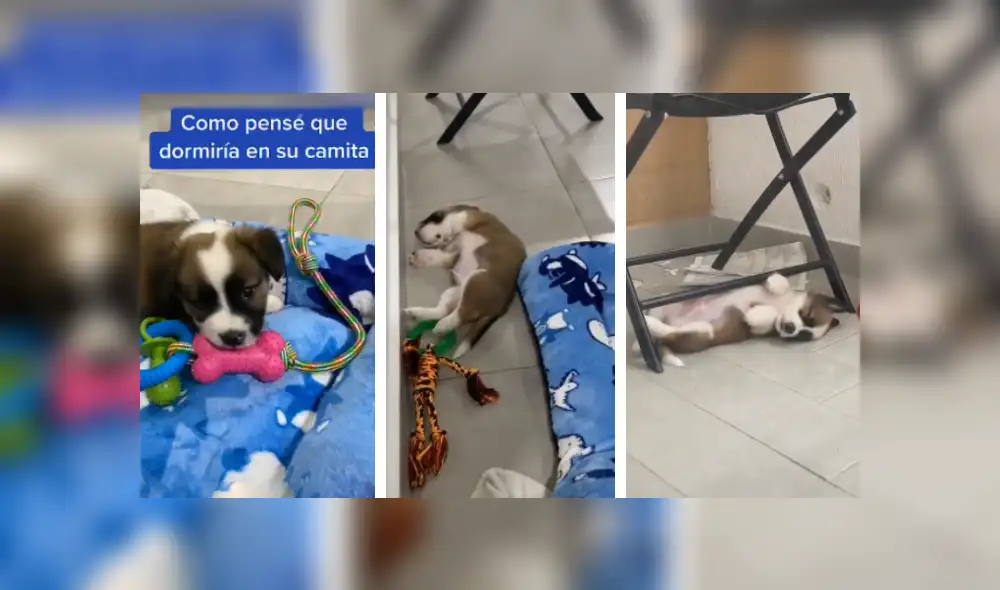 Desliza las imágenes para observar la acción de un perro al preferir dormir en el suelo que en su cama nueva. Foto: Captura. Desliza las imágenes para observar la acción de un perro al preferir dormir en el suelo que en su cama nueva. Foto: Captura.