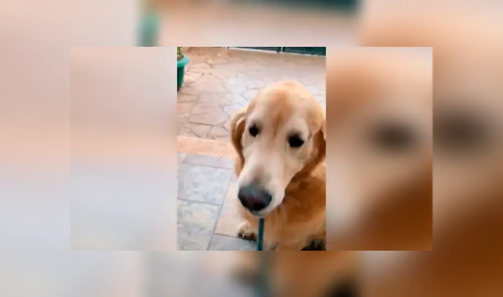 Desliza las imágenes hacia la izquierda para apreciar el comportamiento de un perro para intentar salir a la calle.