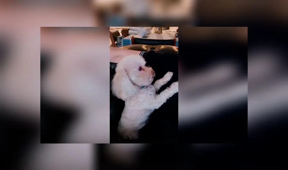 Desliza las imágenes para conocer el curioso comportamiento de un perro cuando su dueña deja de darle cariño. Desliza las imágenes para conocer el curioso comportamiento de un perro cuando su dueña deja de darle cariño.