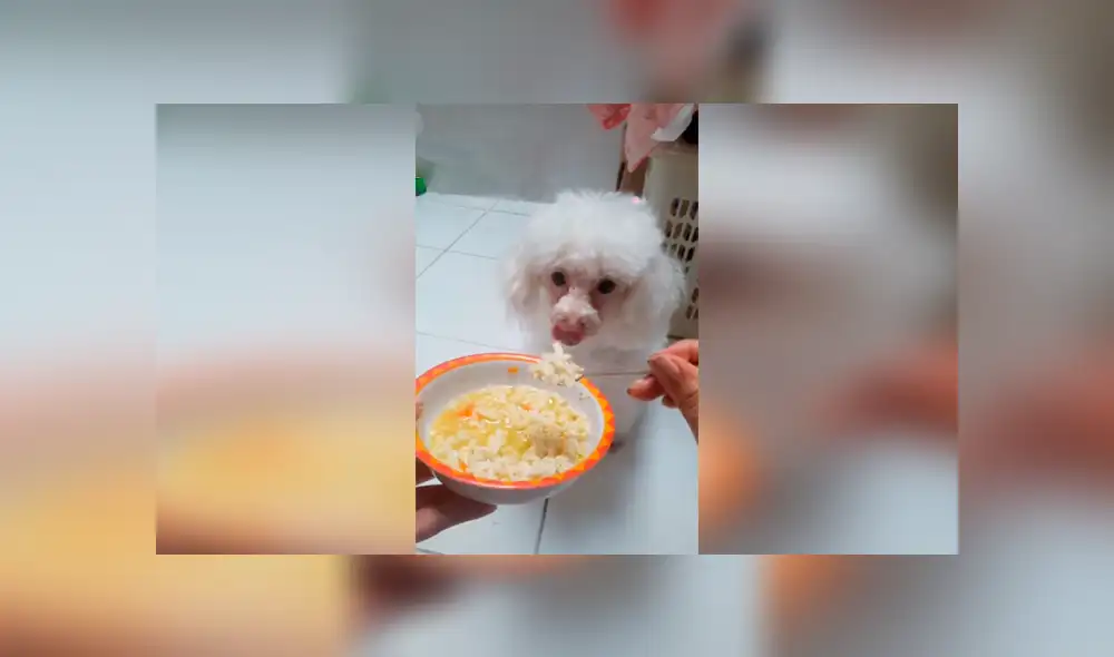 Desliza las imágenes hacia la izquierda para observar los mimos que dio una joven a su adorable mascota. Desliza las imágenes hacia la izquierda para observar los mimos que dio una joven a su adorable mascota.