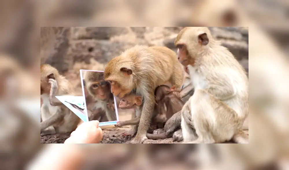 Un video viral muestra la reacción de un grupo de monos viéndose por primera vez frente a un espejo. Un video viral muestra la reacción de un grupo de monos viéndose por primera vez frente a un espejo.