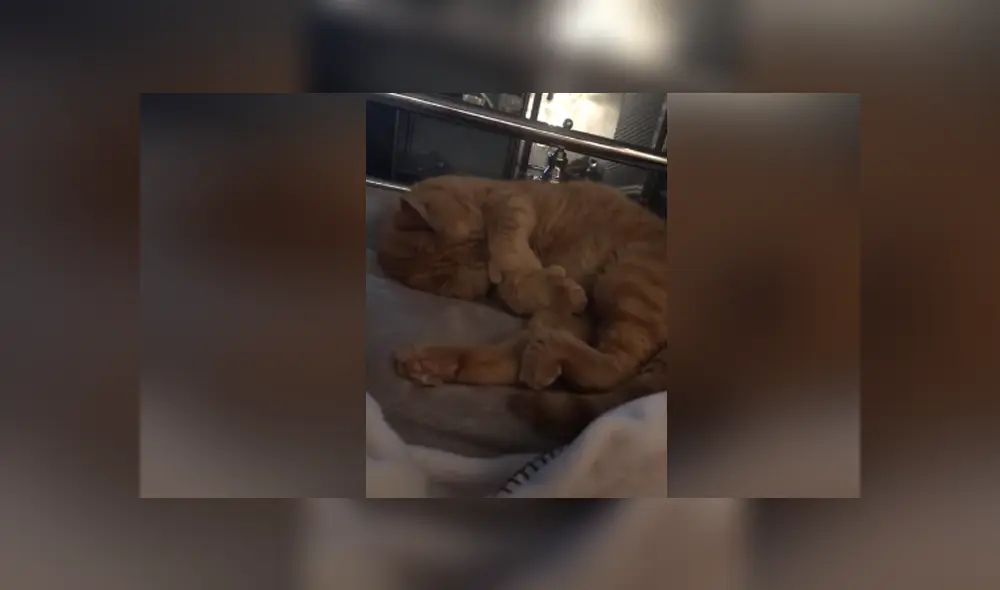 Desliza hacia la izquierda para ver las imágenes del viral de YouTube. Foto: Captura. Desliza hacia la izquierda para ver las imágenes del viral de YouTube. Foto: Captura.