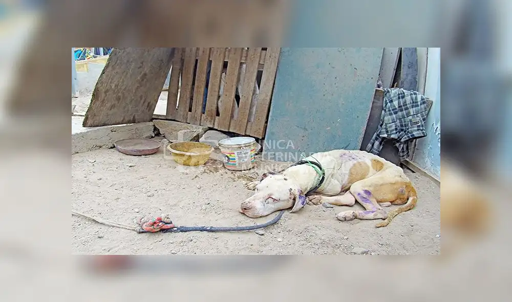 Rescatan a mascota que vivía en condiciones deplorables en SJL [FOTOS]