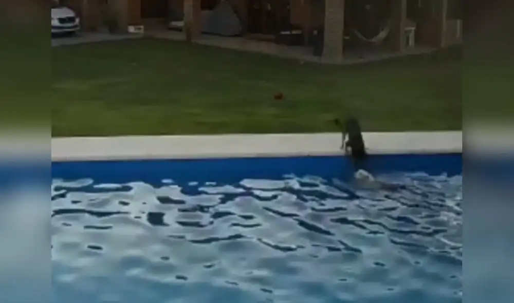 Desliza las imágenes para apreciar la valiente acción de una perrita cuando descubrió que su ‘compañera’ corría peligro. Foto: Telediario Digital