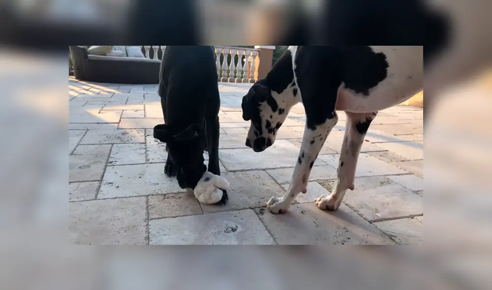 Desliza para ver las imágenes más curiosas del video que se hizo viral en YouTube. Desliza para ver las imágenes más curiosas del video que se hizo viral en YouTube.