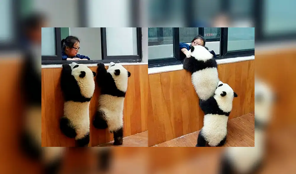 Instagram: traviesos pandas hacen lo imposible para pedirle a su cuidadora que los alimente [FOTOS]
