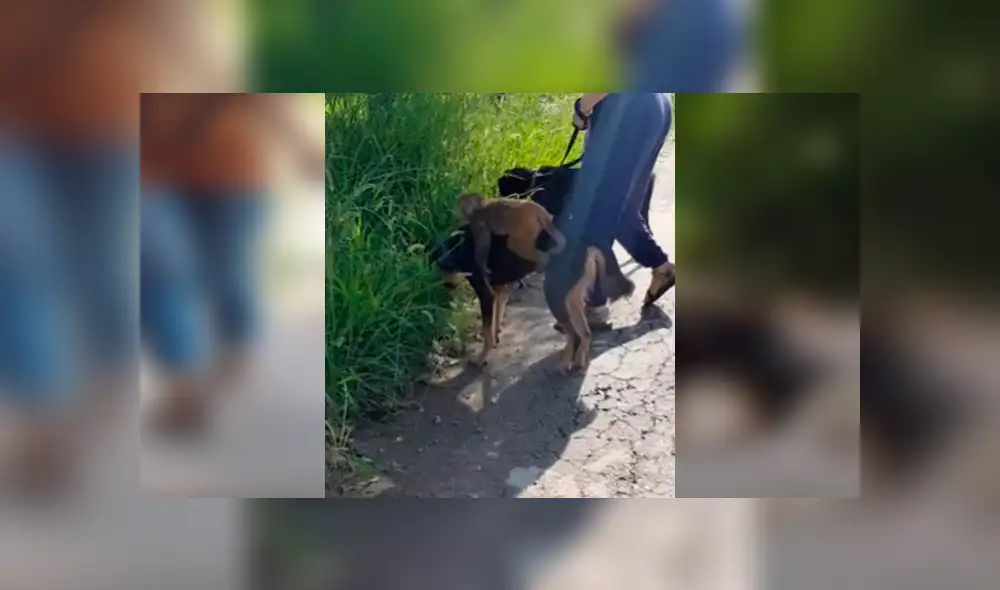 Video es viral en Facebook. Ambos animales han conmovido a miles de internautas por su increíble vínculo de amistad