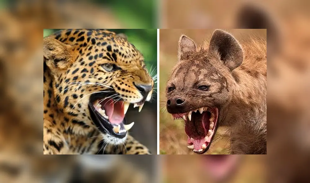 Vía YouTube. La hiena esperó a que el leopardo cazara a su presa y robársela, pero lo arruinó todo. Foto: captura