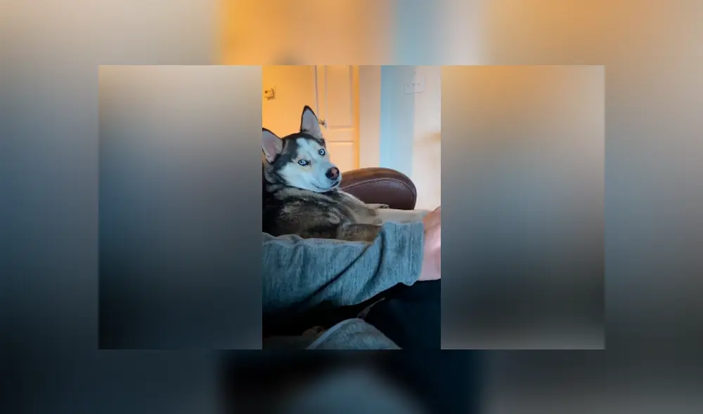 Desliza las imágenes hacia la izquierda para observar el furioso comportamiento de un perro contra su dueño.