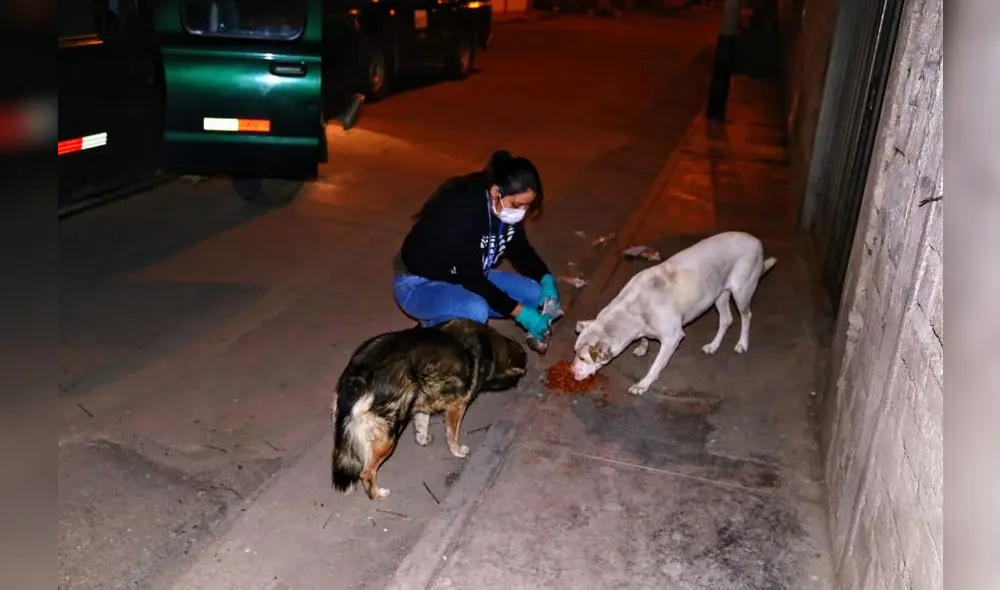 Perros callejeros de Cajamarca Perros callejeros de Cajamarca