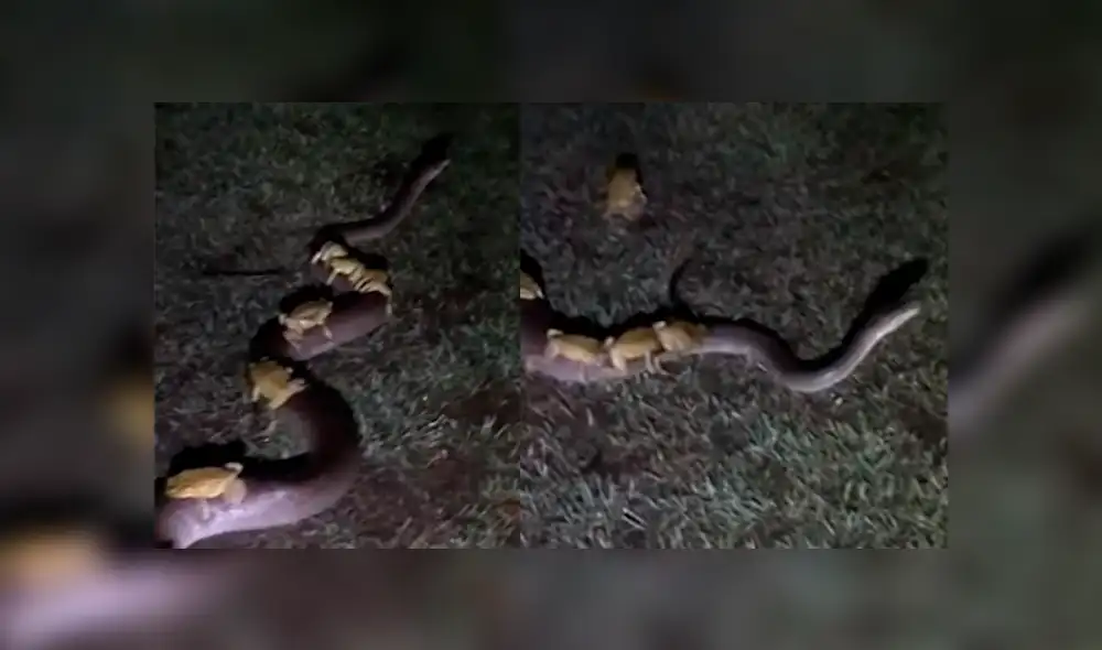 YouTube viral: serpiente es atacada por varios sapos por una insólita razón [VIDEO]