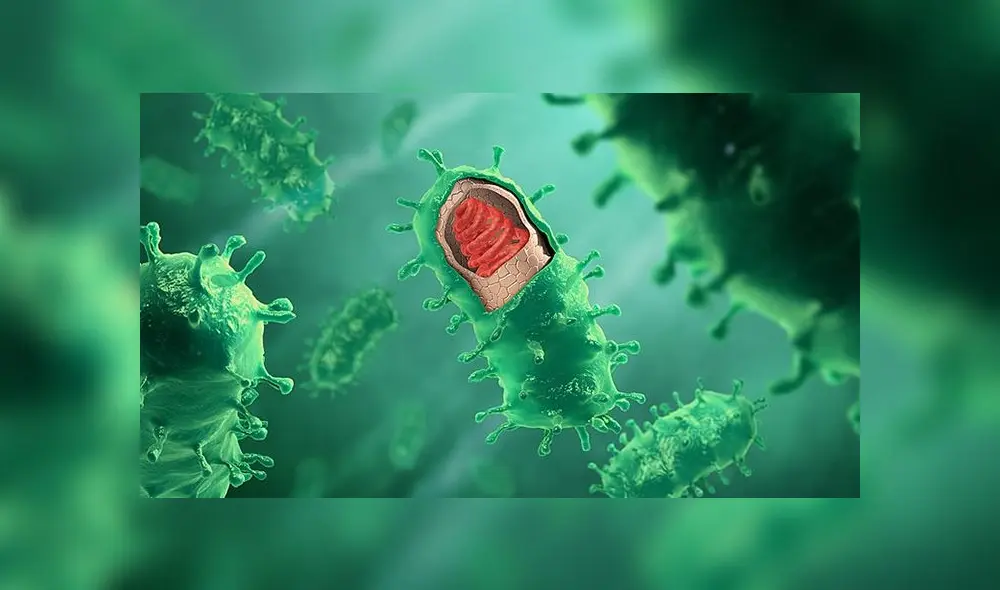 Lyssavirus: ¿qué es el virus de la rabia, según la OMS? Foto: captura wikipedia. Lyssavirus: ¿qué es el virus de la rabia, según la OMS? Foto: captura wikipedia.